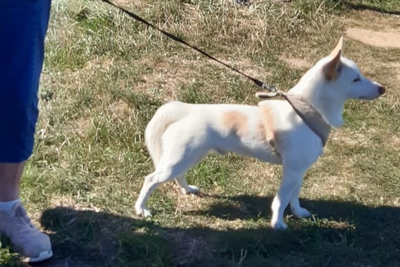 Vermisstmeldung Hund rassenmischung Männliche , 1 jahre Ploubazlanec Frankreich
