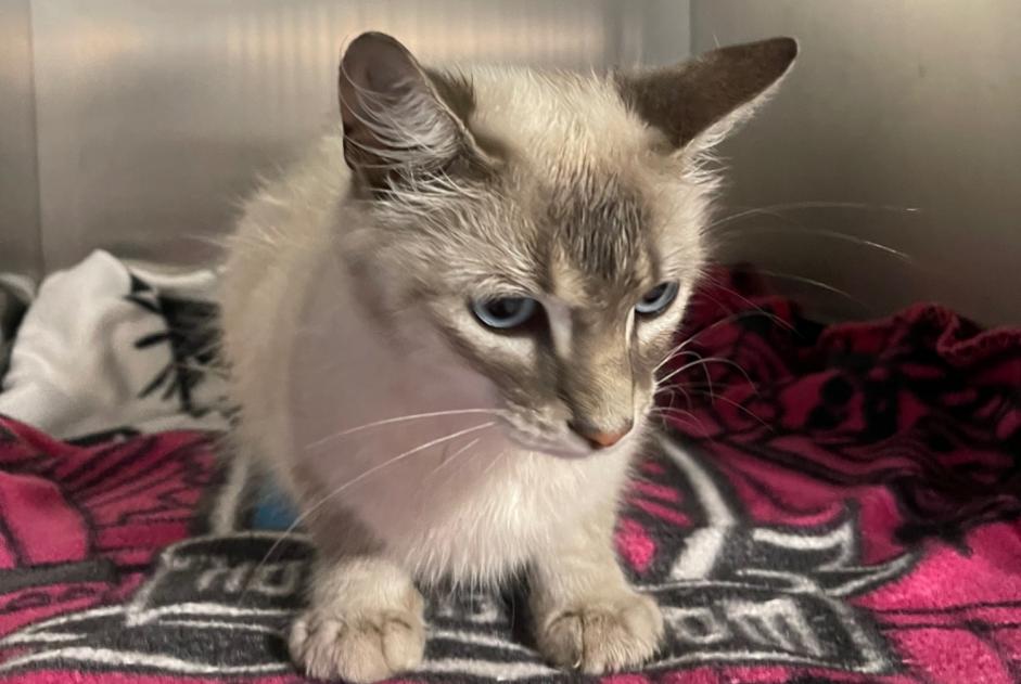 Fundmeldung Katze  Männliche , 3 Jahre Cenon Frankreich