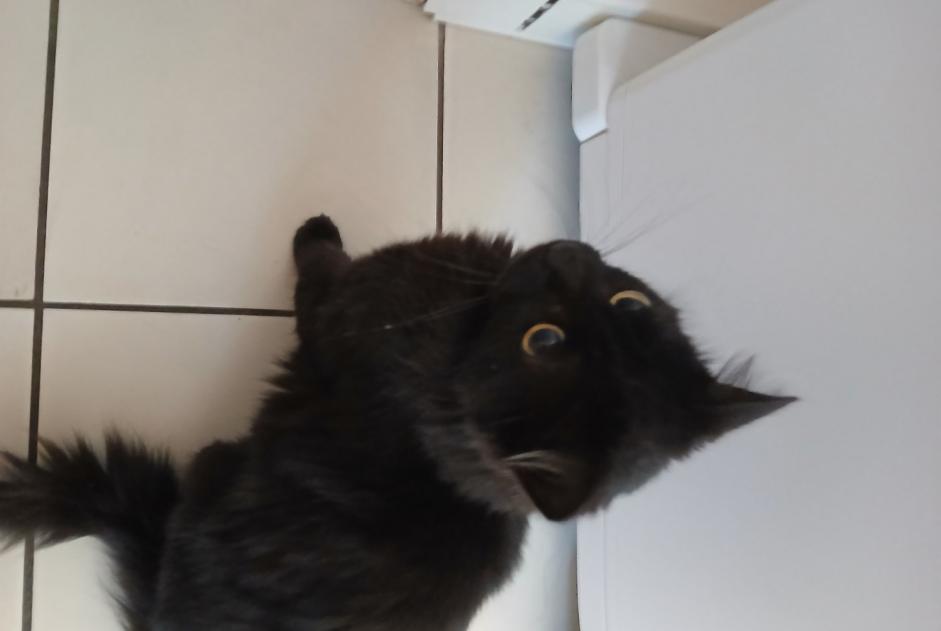 Fundmeldung Katze Weiblich Mérignac Frankreich