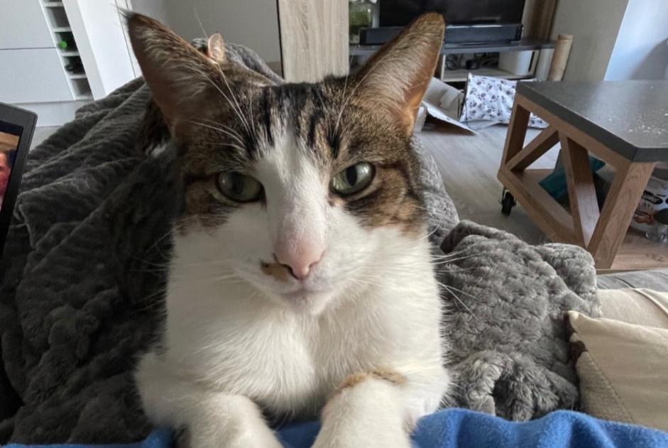 Vermisstmeldung Katze rassenmischung Männliche , 6 jahre Serris Frankreich Vermisstmeldung Katze rassenmischung Männliche , 6 jahre Serris Frankreich
