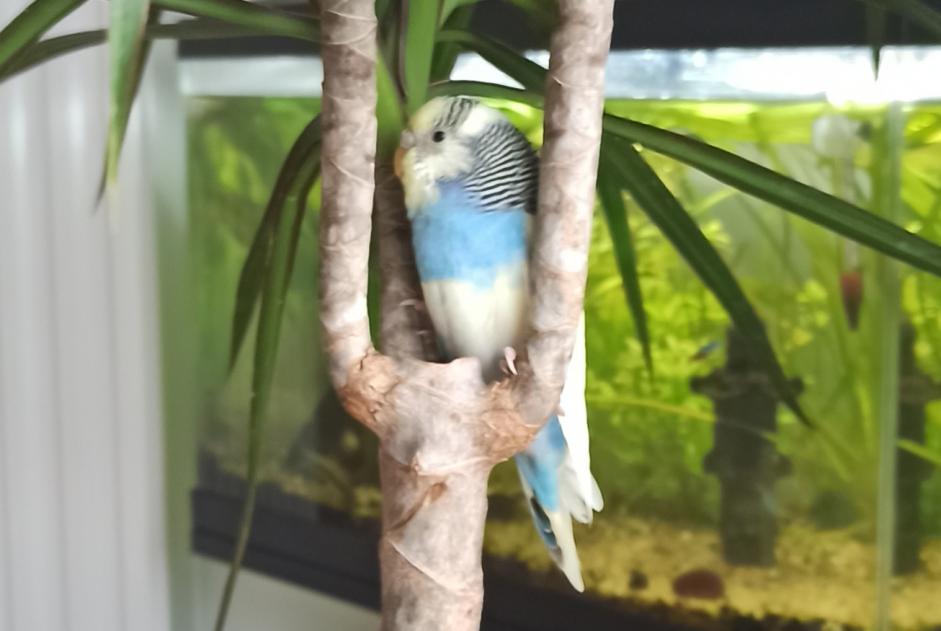 Fundmeldung Vogel Unbekannt Bordeaux Frankreich Fundmeldung Vogel Unbekannt Bordeaux Frankreich