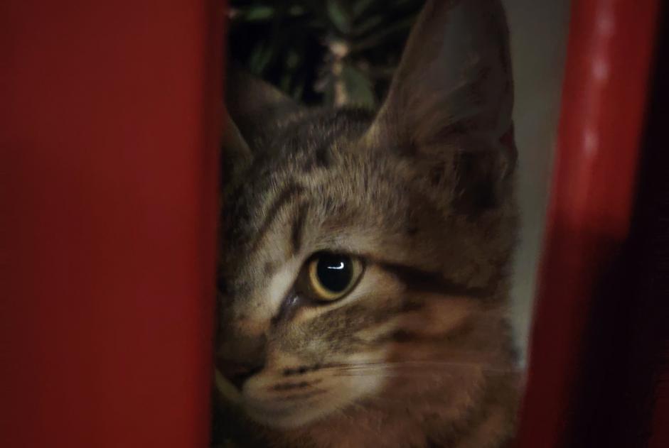 Discovery alert Cat Male Saumur France