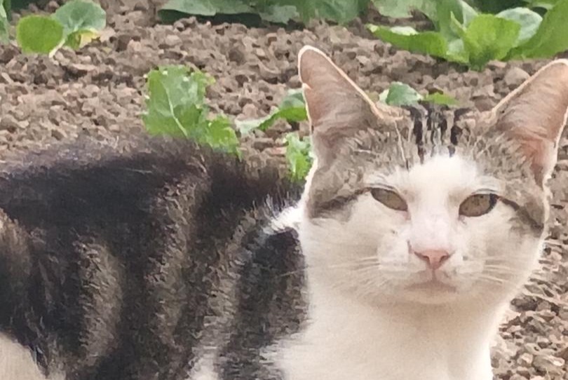 Discovery alert Cat Male Maulévrier France Discovery alert Cat Male Maulévrier France