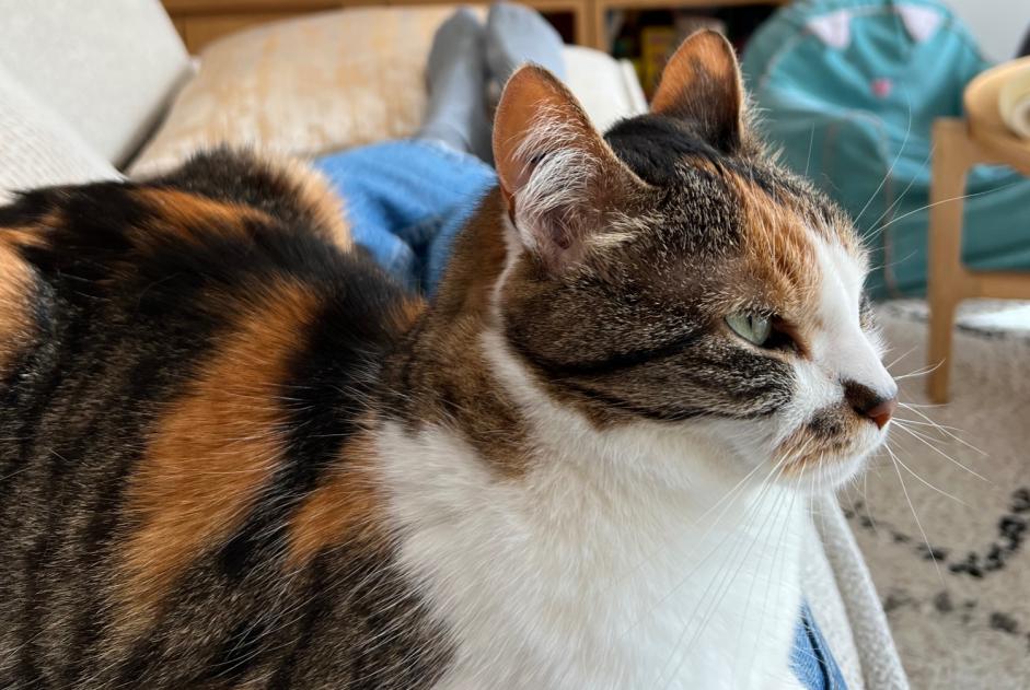 Alerte Disparition Chat Femelle , 11 ans Penvénan France