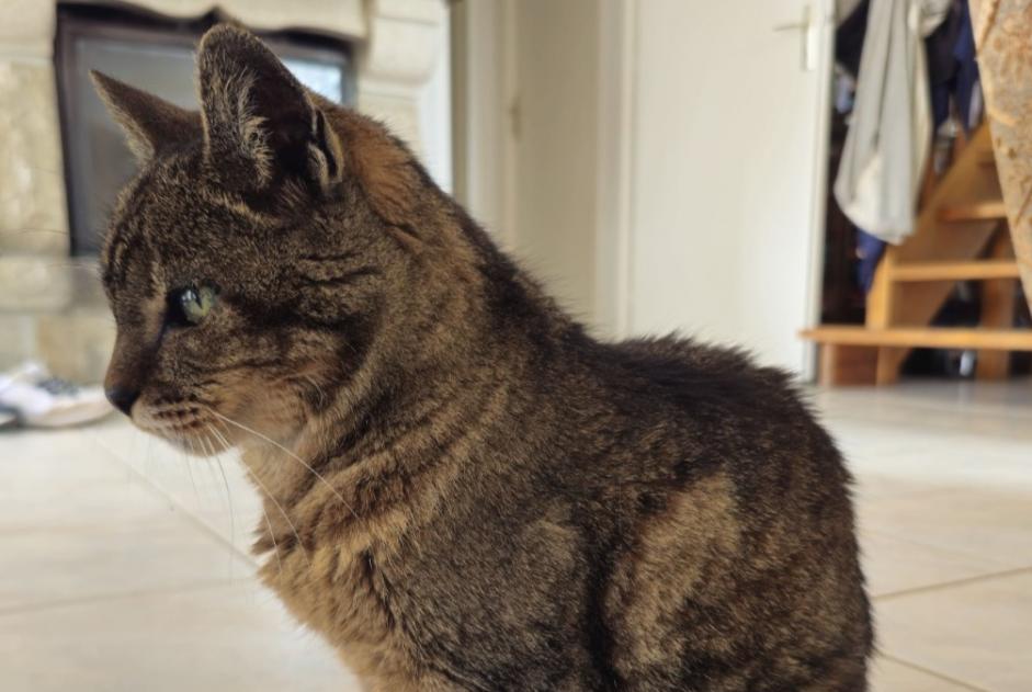 Alerte Disparition Chat Femelle , 18 ans Ploumilliau France