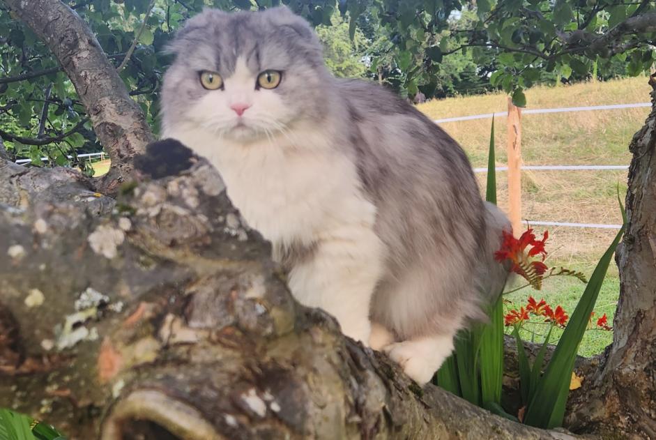 Alerte Disparition Chat Femelle , 5 ans Saint-Paul-en-Chablais France Alerte Disparition Chat Femelle , 5 ans Saint-Paul-en-Chablais France