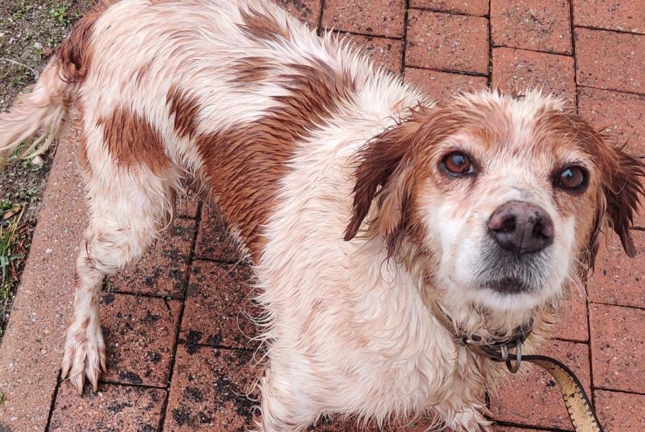 Alerte Découverte Chien Inconnu Prignac-et-Marcamps France Alerte Découverte Chien Inconnu Prignac-et-Marcamps France