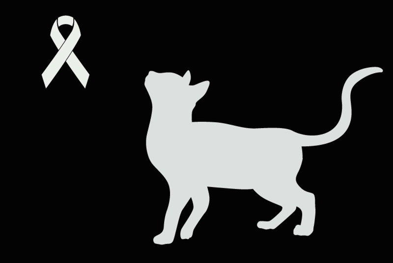Avviso Ritrovamento Gatto Non conosciuta Bussières Francia