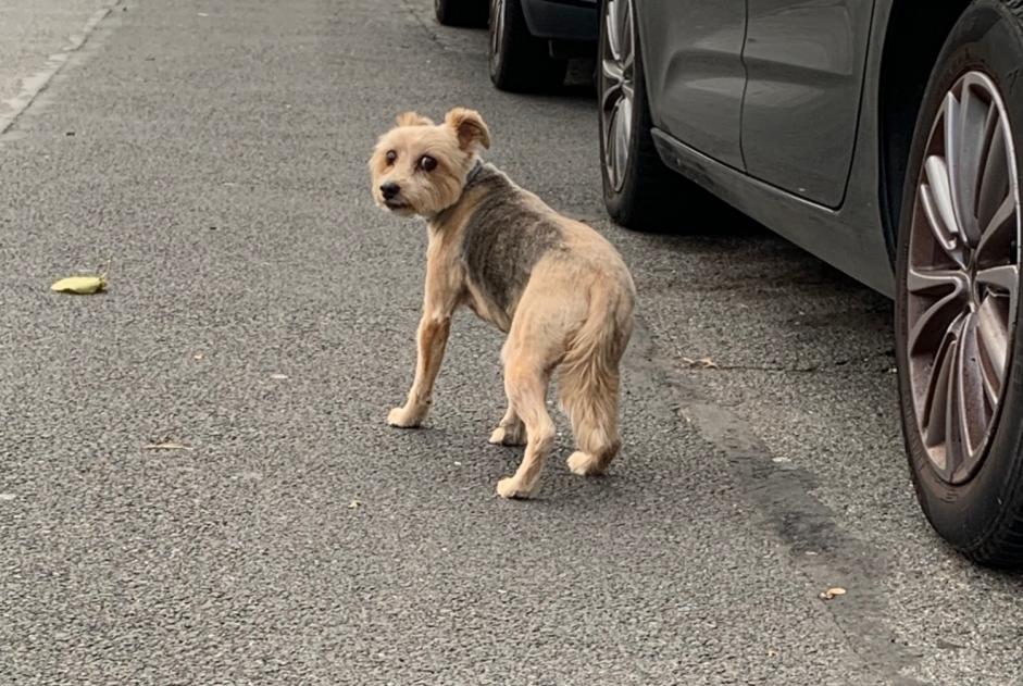 Avviso Ritrovamento Cane incrocio di razze Non conosciuta Thorigny-sur-Marne Francia
