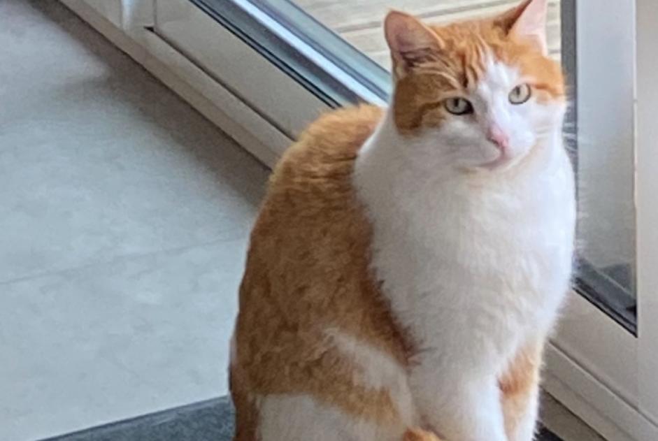Verdwijningsalarm Kat Mannetje , 6 jaar Saint-Selve Frankrijk Verdwijningsalarm Kat Mannetje , 6 jaar Saint-Selve Frankrijk