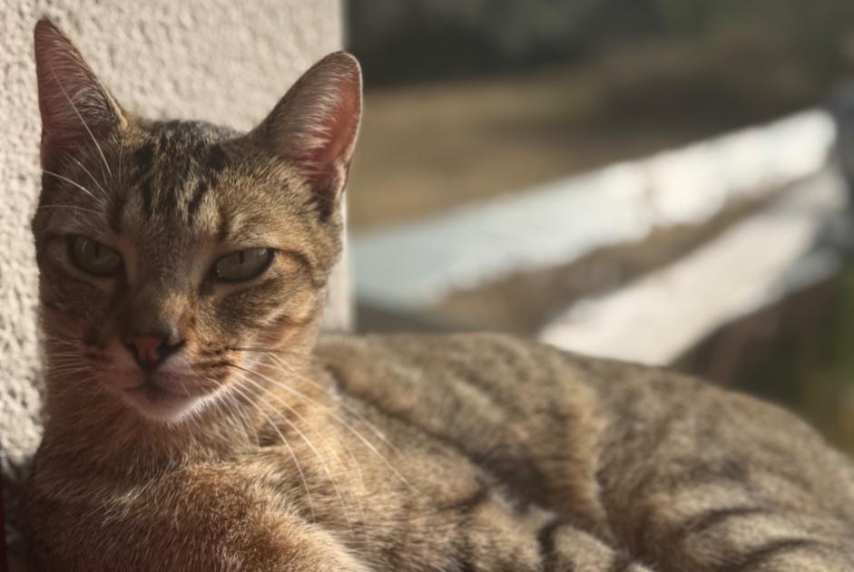Alerta desaparecimento Gato cruzamento Macho , 2 anos Saint-Alban France Alerta desaparecimento Gato cruzamento Macho , 2 anos Saint-Alban France